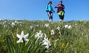 72 Scendiamo tra distese di narcisi in fiore